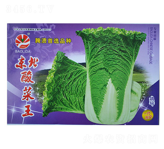 東北酸菜王-秋菜種子