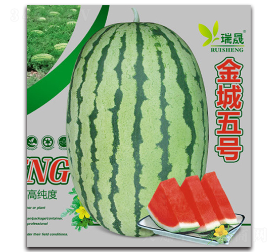 金城五號(hào)-西瓜種子-瑞晟