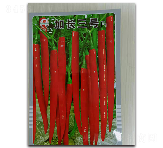 加長(zhǎng)三號(hào)-線椒種子-蕭研種業(yè)