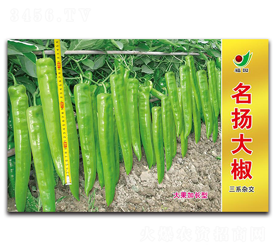 名揚(yáng)大椒-辣椒種子-蕭研種業(yè)
