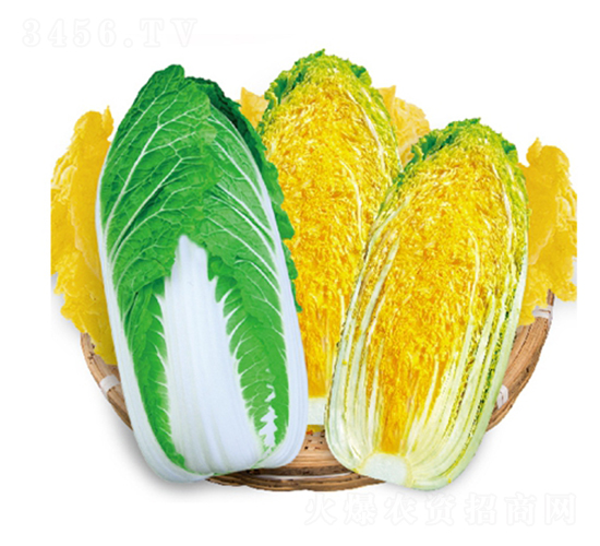 ��ʿ�������޲�-���޲˷N��-��Ʒ�r(n��ng)�I(y��)