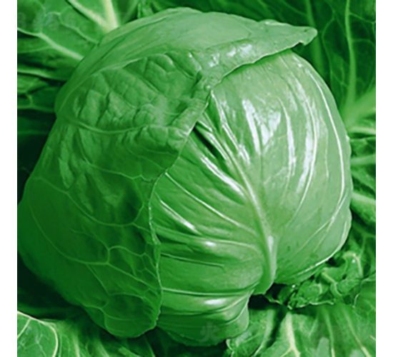 綠丹藍-甘藍種子-金品農業(yè)