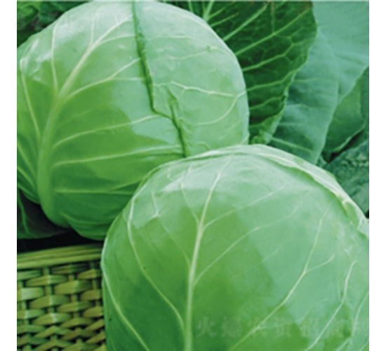 荷蘭綠球9號-甘藍(lán)種子-金品農(nóng)業(yè)