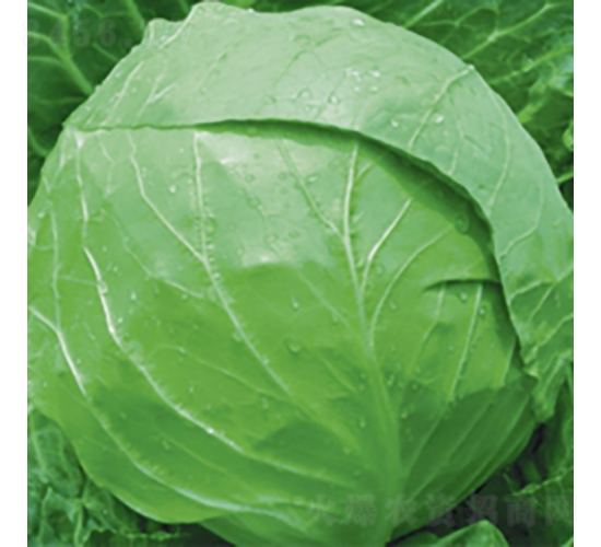 荷蘭綠球7號-甘藍種子-金品農(nóng)業(yè)