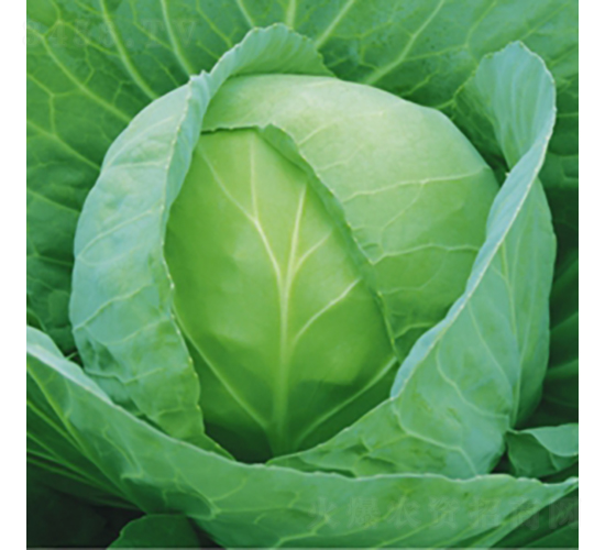 ���m�G��5̖(h��o)-���{(l��n)�N��-��Ʒ�r(n��ng)�I(y��)