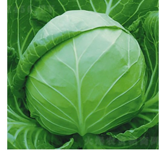 中國(guó)希望-甘藍(lán)種子-金品農(nóng)業(yè)