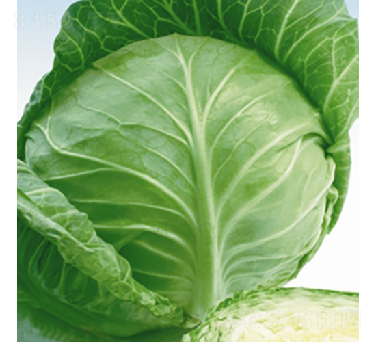 荷蘭綠月-甘藍種子-金品農業(yè)