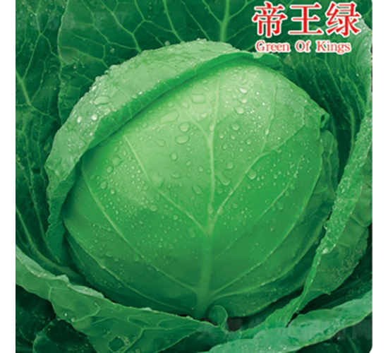 帝王綠-甘藍(lán)種子-金品農(nóng)業(yè)