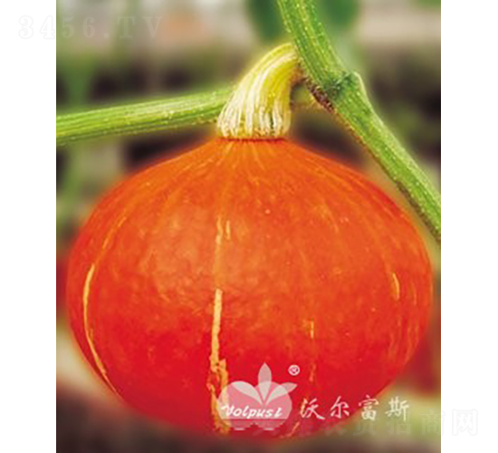 維多利二號F1（進口高產(chǎn)紅皮圓南瓜）-南瓜種子-沃爾富斯