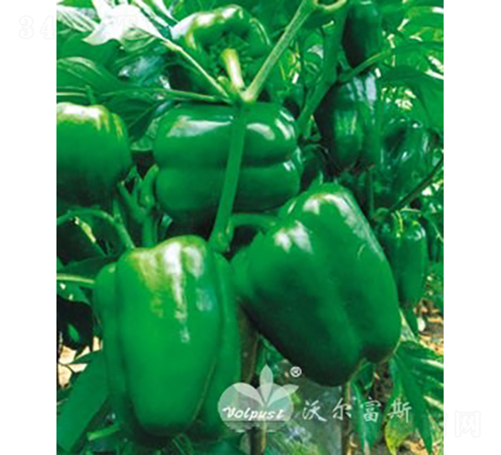 �G��ʹF1���߮a(ch��n)������Ʒ�N��-�𽷷N��-�֠���˹