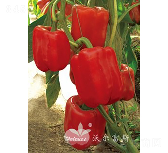 �t�_��F1���M(j��n)�ھG�D(zhu��n)�t��Ʒ�N��-�𽷷N��-�֠���˹