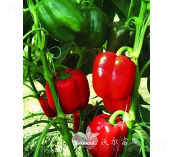 �t�W��F1���M(j��n)�ڸ߮a(ch��n)�G�D(zhu��n)�t��Ʒ�N��-�𽷷N��-�֠���˹