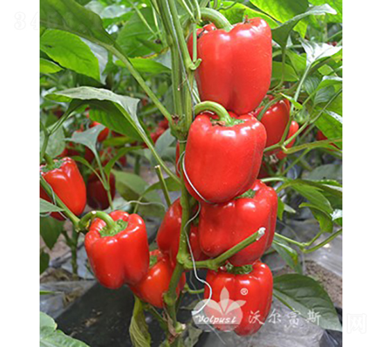 紅羅夢F1（早春、秋延及越冬高產(chǎn)紅色甜椒）-甜椒種子-沃爾富斯