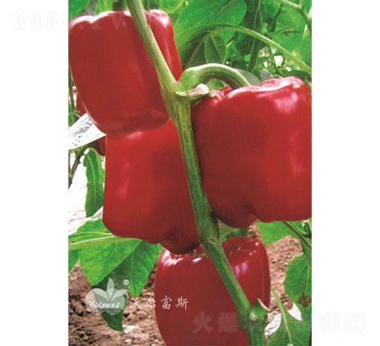 �t���o(j��)F1��Խ���𽷣�-�𽷷N��-�֠���˹