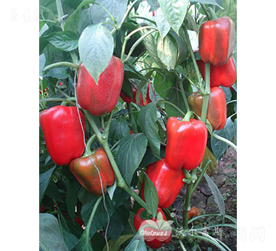 紅羅娜二號F1（秋冬春保護地甜椒品種）-甜椒種子-沃爾富斯