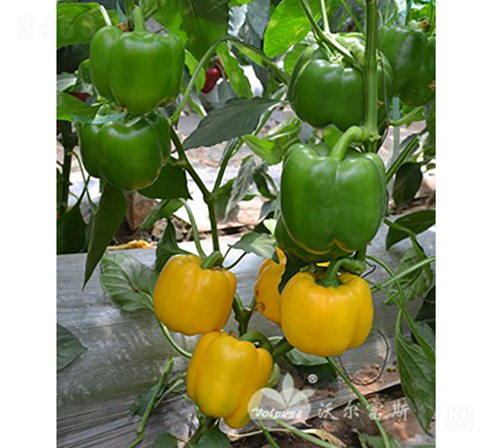 �S�_��F1���߮a�����Sɫ�𽷣�-�𽷷N��-�֠���˹