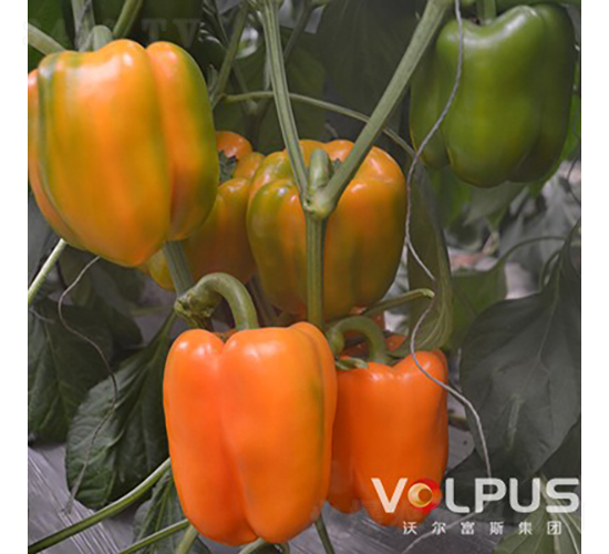 �S�W�ȶ�̖F1���M���Sɫ�𽷣�-�𽷷N��-�֠���˹