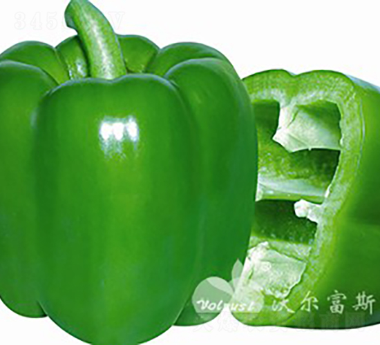 寶盈一號F1（春秋保護地高產(chǎn)大果綠甜椒）-甜椒種子-沃爾富斯