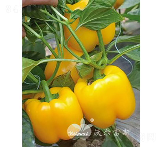 �S��F1���紺�����Ӽ�Խ���߮a(ch��n)�Sɫ�𽷣�-�𽷷N��-�֠���˹