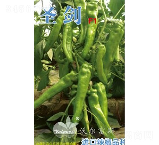 ʥ��F1���M(j��n)�ڴ��L(zh��ng)�����������-�����N��-�֠���˹