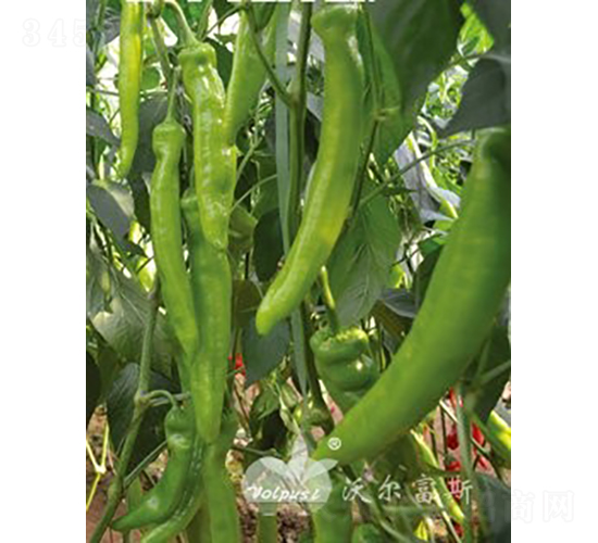 沃椒一號F1（越冬辣椒品種）-辣椒種子-沃爾富斯