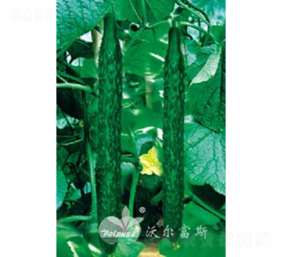 ����(y��u)��̖F1��Խ�����紺�߮a(ch��n)�ͺ��S�ϣ�-�S�ϷN��-�֠���˹