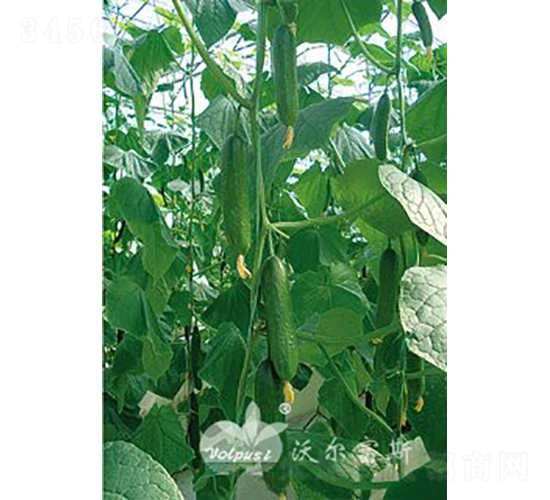 ��ؐһ̖(h��o)F1��ˮ���S�ϣ�-�S�ϷN��-�֠���˹