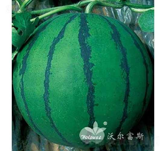 詠春F1（臺灣鳳光西瓜品種）-西瓜種子-沃爾富斯