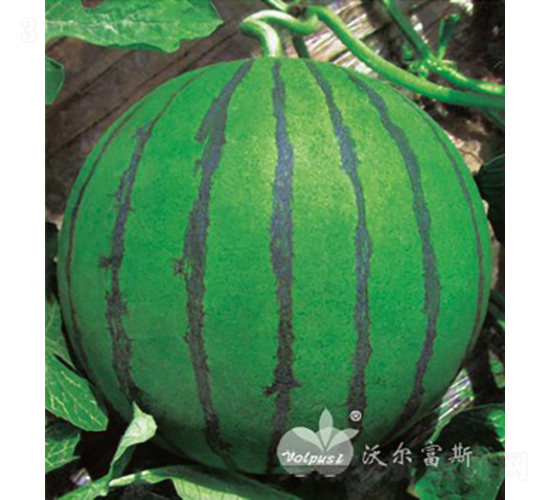 早熟春麗F1（早熟西瓜品種）-西瓜種子-沃爾富斯