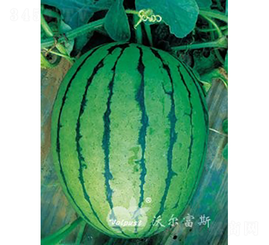 �紺�����̖F1���YƷ���ϣ�-���ϷN��-�֠���˹