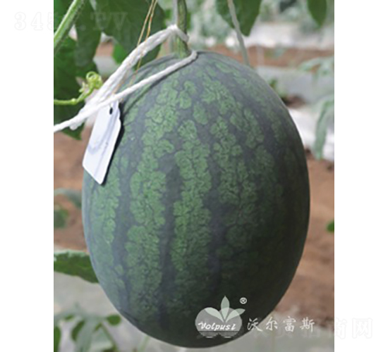 �S����F1���S�������������ϣ�-���ϷN��-�֠���˹