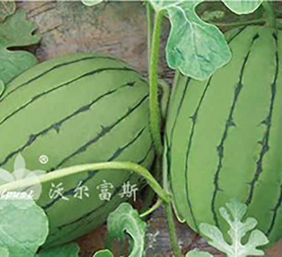 ����tF1���紺�t����ͶYƷ���ϣ�-���ϷN��-�֠���˹