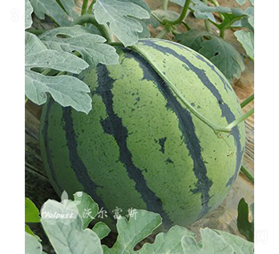 ����F1���߮a��Ƥ�����ϣ�-���ϷN��-�֠���˹