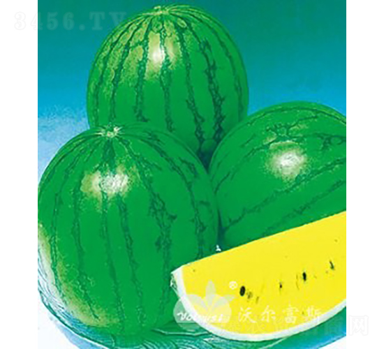春蘭F1（黃肉禮品西瓜）-西瓜種子-沃爾富斯