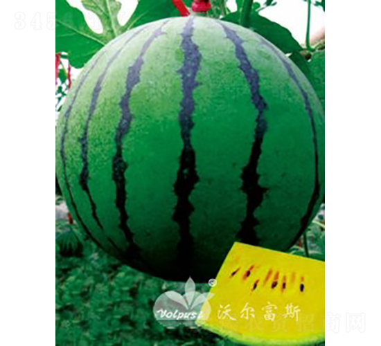 �S��F1���߮a(ch��n)�������S�����ϣ�-���ϷN��-�֠���˹