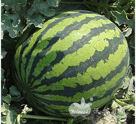 超級甜王808F1（早熟高產(chǎn)花皮大西瓜）-西瓜種子-沃爾富斯