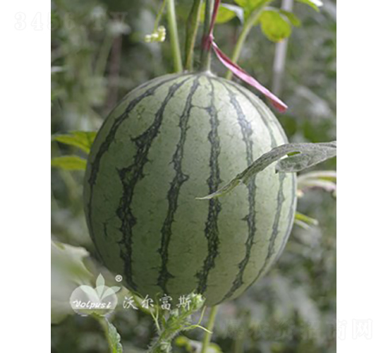 ��С�mF1���S��YƷ���ϣ�-���ϷN��-�֠���˹