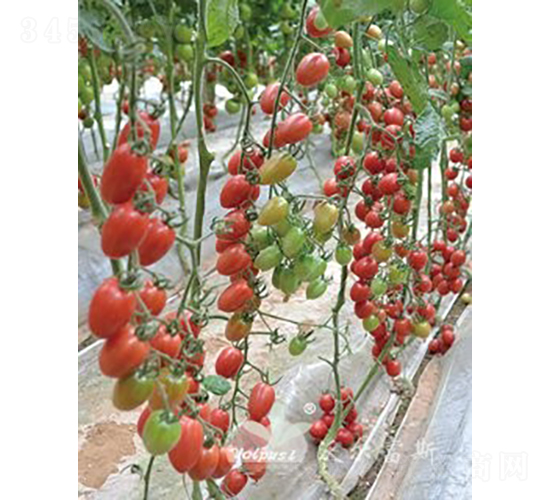 安特嬌一號(hào)F1（高品質(zhì)粉果小番茄）-番茄種子-沃爾富斯