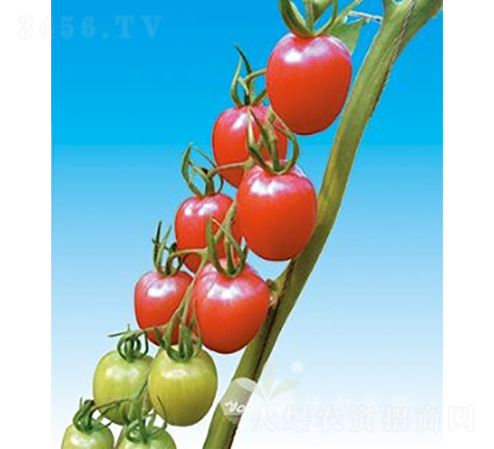 安特嬌二號(hào)F1（抗TY粉果小番茄）-番茄種子-沃爾富斯