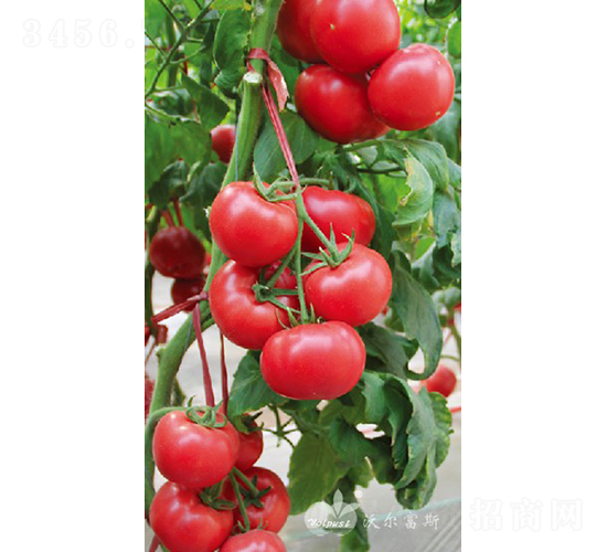 博粉一號F1（粉果大番茄）-番茄種子-沃爾富斯