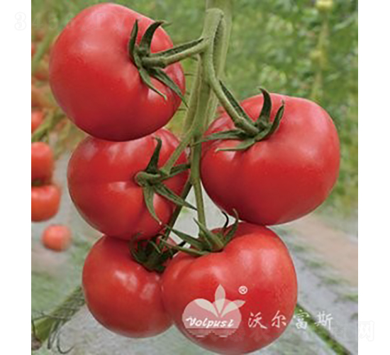 博粉三號F1（抗TY粉果大番茄）-番茄種子-沃爾富斯