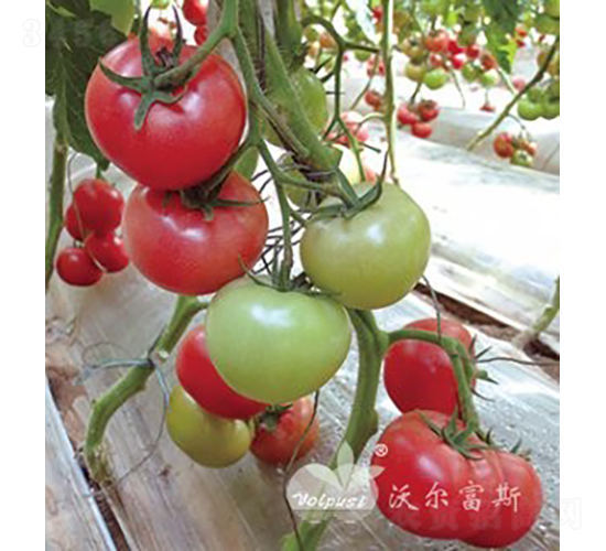 博粉六號(hào)F1（抗TY病毒粉果大番茄）-番茄種子-沃爾富斯