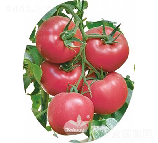 博粉七號(hào)F1（抗TY病毒粉果大番茄）-番茄種子-沃爾富斯