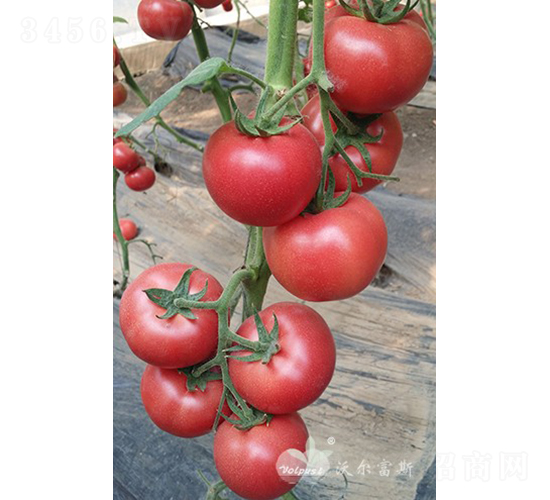 粉麗寶二號(hào)F1（抗線蟲(chóng)高品質(zhì)粉果大番茄）-番茄種子-沃爾富斯