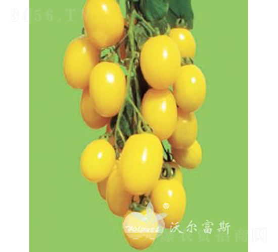 皇冠F1（黃色小番茄）-番茄種子-沃爾富斯