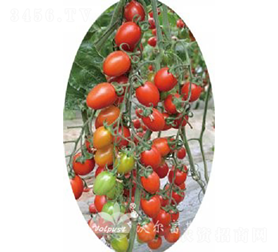 安德利三號(hào)F1（抗TY病毒紅果小番茄）-番茄種子-沃爾富斯