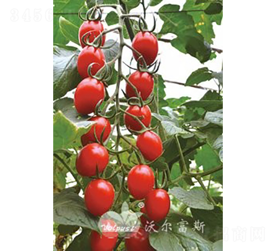 千紅203F1（抗TY病毒紅果小番茄）-番茄種子-沃爾富斯