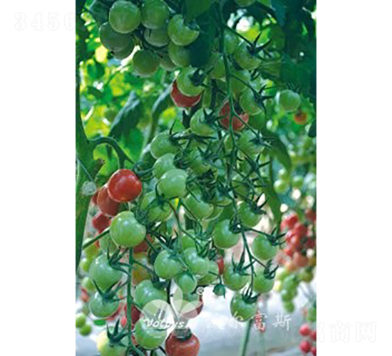 粉貝玲301F1（抗TY貝貝類型圓果小番茄）-番茄種子-沃爾富斯