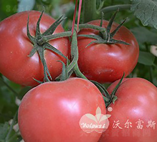 新星五號(hào)F1（抗TY粉果大番茄）-番茄種子-沃爾富斯