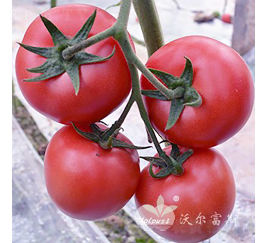 牛盾一號F1（石頭粉果大番茄）-番茄種子-沃爾富斯